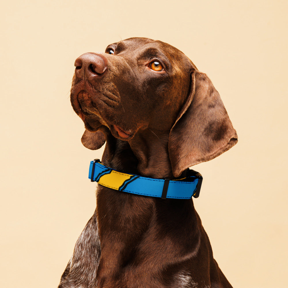 Blue and Yellow Pet Collar