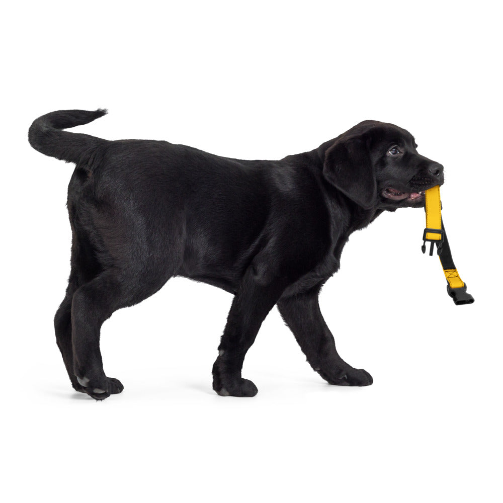 Yellow Pet collar