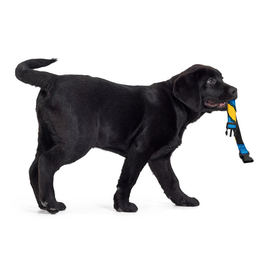 Blue and Yellow Pet Collar