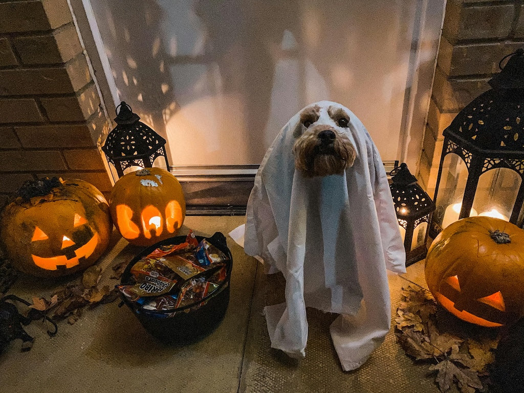 Halloween Collection