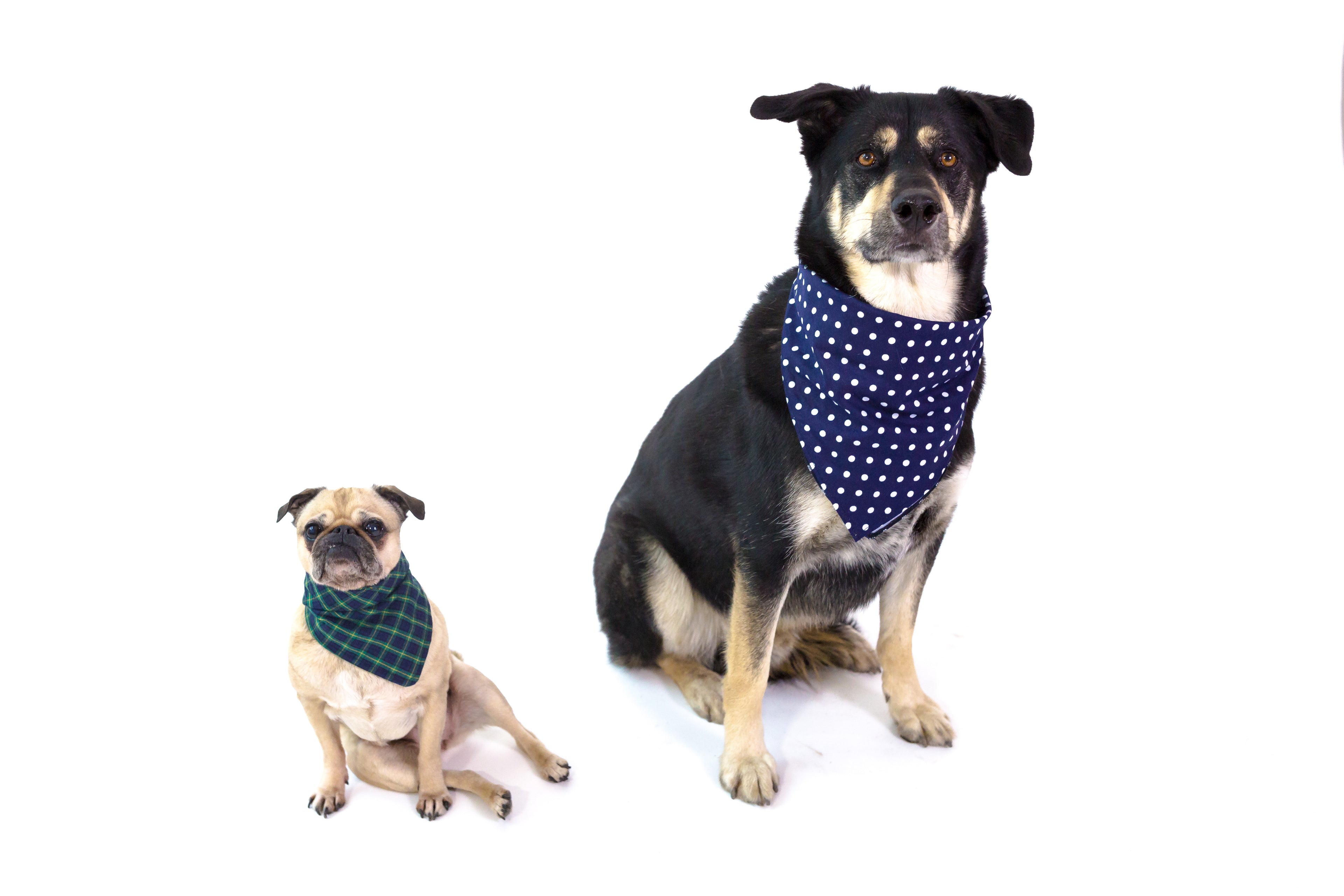 Dogs wearing bandanas