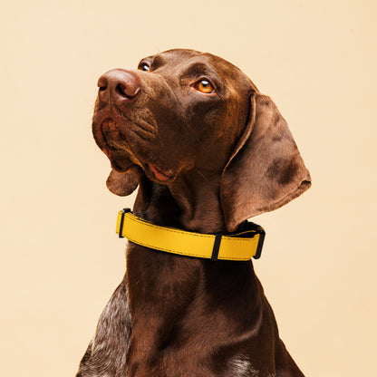 Yellow Pet collar