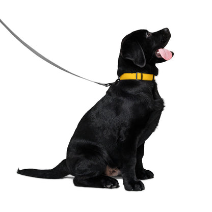 Yellow Pet collar