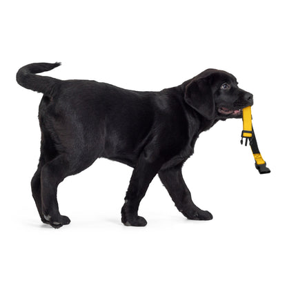Yellow Pet collar