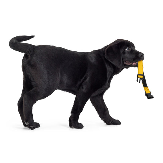 Yellow Pet collar